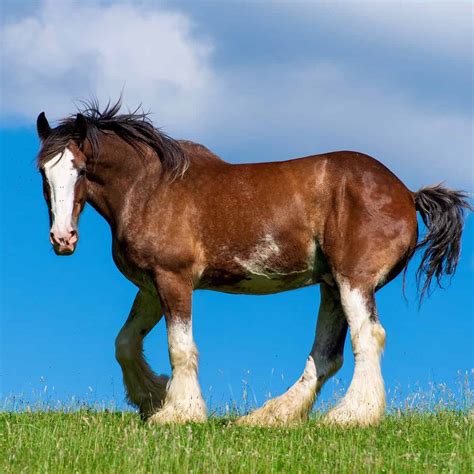 Clydesdale – Ross Farm Mercantile