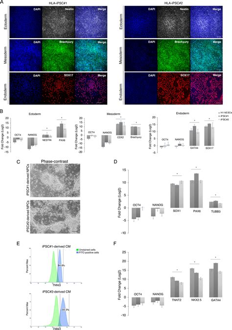 Differentiation Potential Of Hla Universal Ipscs A Immunofluorescence