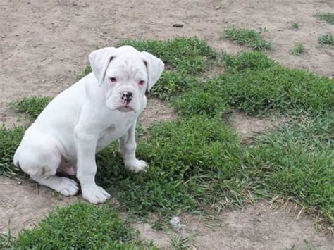 AKC Euro Beautiful white boxer puppies for Sale in Barre Mills ...