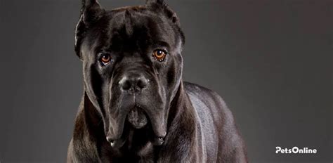 Cane Corso Temperament & Personality Traits - Pets Online