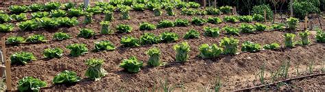 Huertos Urbanos Alquila Y Cultiva En Huerto