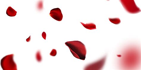 Red Rose Petals Falling