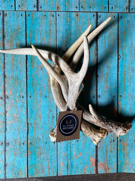 3 Pack Extra Small Deer Antler Craft Grade Deer Antler Whole Etsy