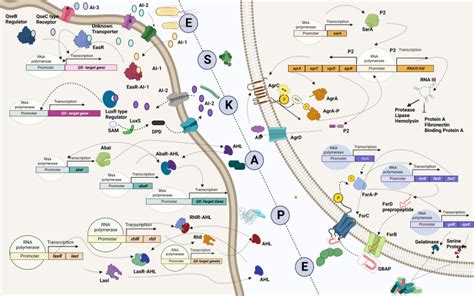 Revisiting ESKAPE Pathogens Virulence Resistance And Combating