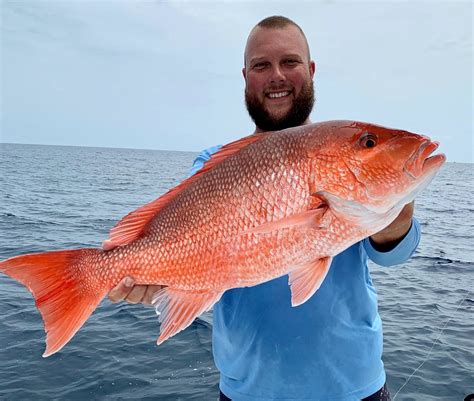 red snapper vs salmon 7