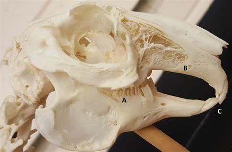 Rabbit Dentistry Todays Veterinary Nurse