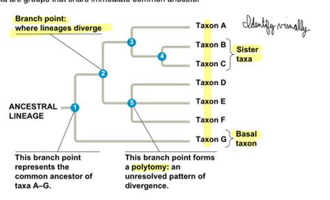 Bio Ii Exam Flashcards Quizlet