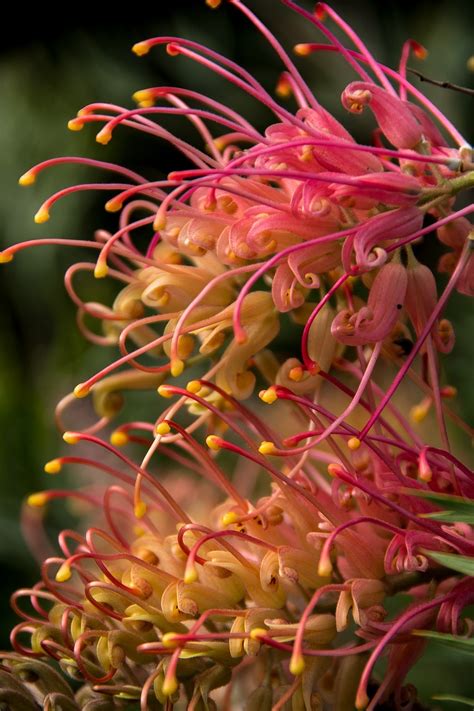 Grevillea Flowers Australian Free Photo On Pixabay Pixabay