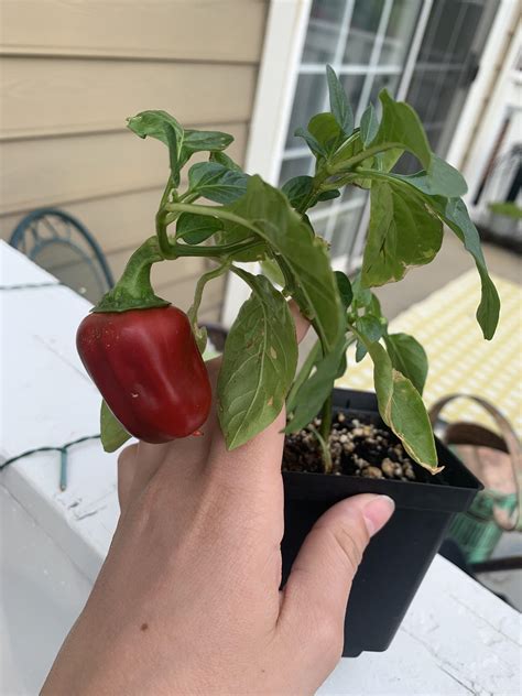 Does Anyone Know What Kind Of Pepper This Is We Just Purchased The