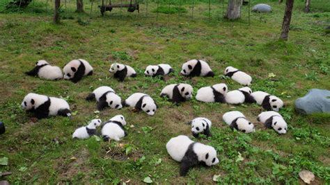 Here are 36 cuddly baby pandas making their public debut, to make ...