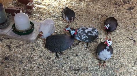 Guinea Fowl And Guinea Fowl Keets Youtube