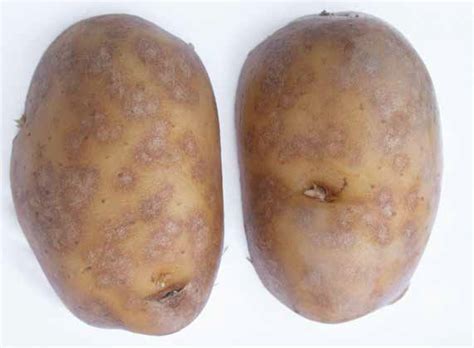 Fungus Diseases Silver Scurf In Potatoes Potatoworld