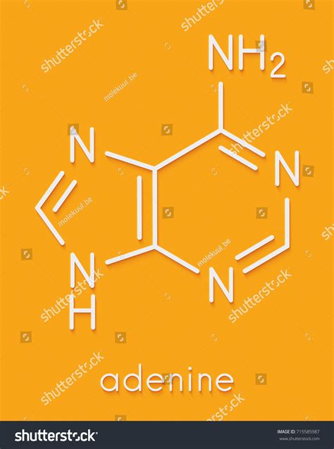 Adenine Adenine Purine Nucleobase Molecule Base 스톡 일러스트 715585987