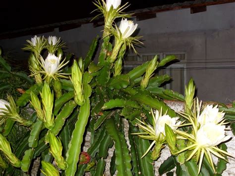 Dama Da Noite Significados Da Planta Como Cultivar E Decorar Fotos