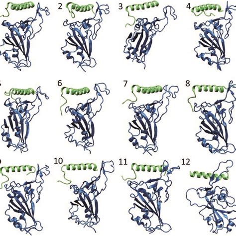 The Snapshot Of Each Peptiderbd Complex Obtained In The End Of Ns