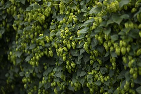 Nelson Sauvin — Garston Hops