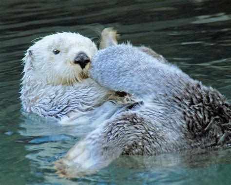 Sea Otter Seattle Aquarium | Sea otter, Otters, Seattle aquarium