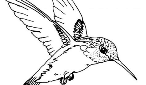 Hummingbird Drawing Easy at GetDrawings | Free download