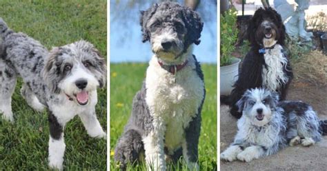 Aussiedoodle Breed Info: Australian Shepherd Poodle Mix