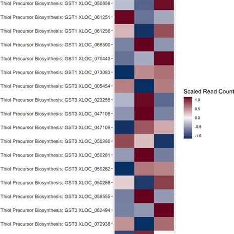 A Heatmap Of Gene Expression Patterns Scaled Across Development Stages