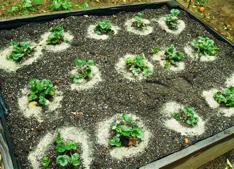 How To Make Strawberry Plant From Seeds at Debora Joe blog