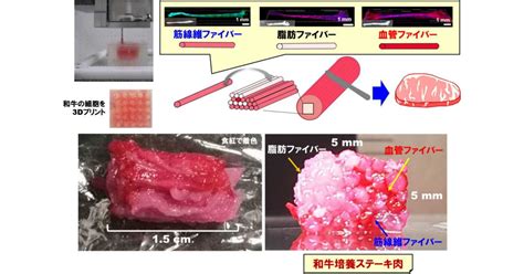 阪大など、培養肉で和牛肉も再現できる「3dプリント金太郎飴技術」を開発 Tech（テックプラス）