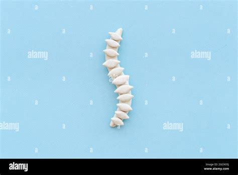 Anatomical human spine skeleton model. Spinal health and diseases concept Stock Photo - Alamy