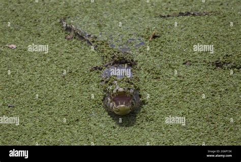 Closeup of Black Caiman (Melanosuchus niger) jaw wide open showing ...