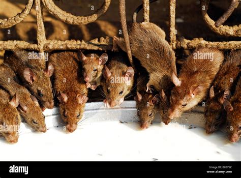 Lalcool Chez Les Rats Une Offrande De Lait Sucré Au Temple Karni Mata