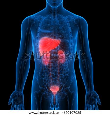 Kidney Liver Stock Images, Royalty-Free Images & Vectors | Shutterstock