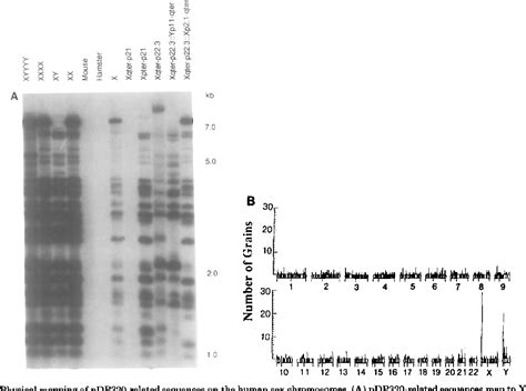 Figure From Human Sex Chromosome Specific Repeats Within A Region Of