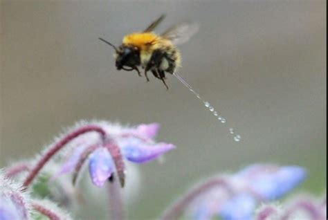 Photographer Documents Two Bees Sleeping Inside Flower Fstoppers