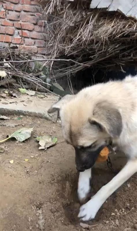 狗叼着食物往后院跑男子跟踪后笑喷网友肯定有隐情