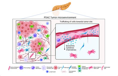 Cell Trafficking And The Pdac Tumor Microenvironment The Left Panel