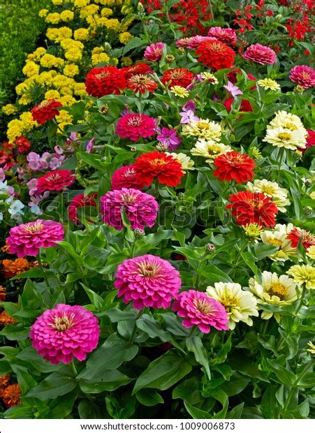 478 Zinnia Elegans Mixed Colors Images, Stock Photos & Vectors | Shutterstock