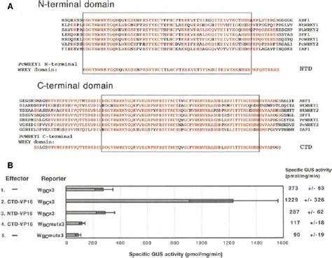 Binding specificity of the WRKY domains to W boxes. ( A ) Comparison of ...