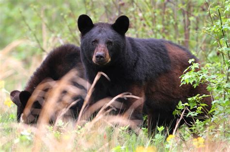 Ncs Black Bear Reports Surge Coastal Review