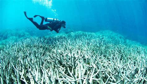 With Smart Action Hope Isn T Lost For Coral Reefs Futurity