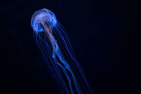 Blue Jellyfish Deep Sea