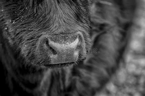 Close up of a cow`s nose stock photo. Image of hairy - 104939222