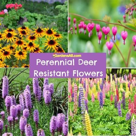 Deer Resistant Flowers Ohio Home Alqu