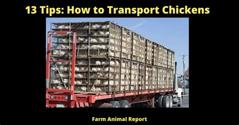 Tips Transporting Chickens How To Transport Chickens Farm