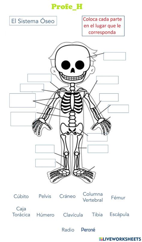 Worksheets Human Body Systems Third Grade Interactive Notebooks