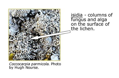 Lichens Glossary