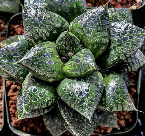 Strange Unique Succulents You Ve Probably Never Seen Before