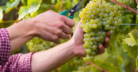 Deutsche Weinlese Kleiner Als Erwartet Wein Plus Wein Nachrichten