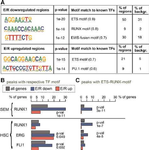 Enrichment Of TF Motifs At Enhancers In The Vicinity Of E R Regulated