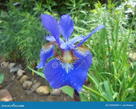 Blue Iris Flower Stock Image Image Of Blue Plants 132565467