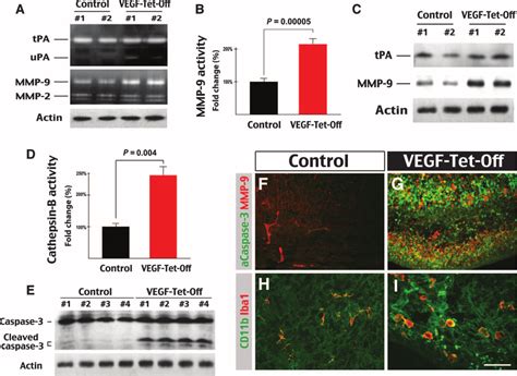 Activation Of Mmp 9 Cathepsins And Caspase 3 In E18 Vegf Tet Off