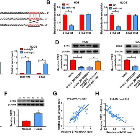 Circ Expression In Osteosarcoma Tumor And Cells A